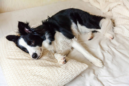 可爱的微笑小狗边境牧羊犬的肖像躺在床上的枕头毯子上不要打扰我让睡觉小狗在家里躺着睡觉宠物护理和有趣的宠物图片