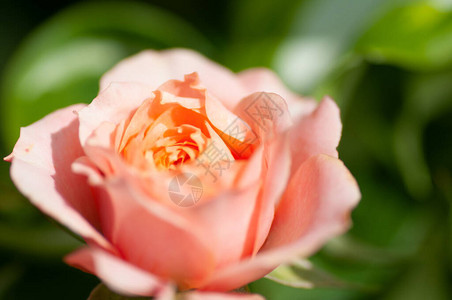 花园里有特里花瓣的粉红茶玫瑰特写图片