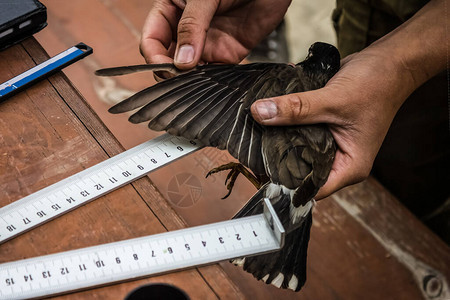测量了鸟的翅膀从事科学研究鸟类研究鸟类学家的工作测量鸟的羽毛晒黑的手图片