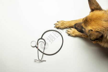 浅色背景上的狗和医生听诊器概念兽医诊所庇护所兽医动物援助横幅图片
