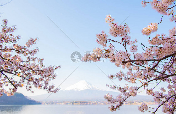 日本的樱花树春天时在花园图片