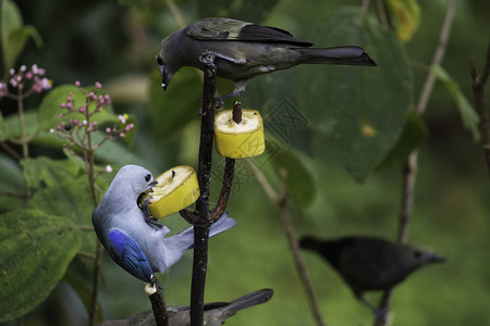 不同种类的鸟在树上寻找食物图片