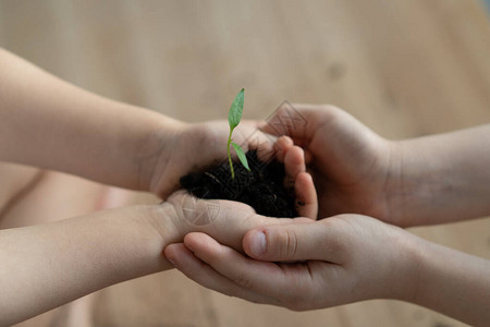 手里拿着一棵绿色的年轻植物世界环境日和儿童之图片