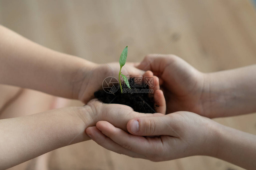 手里拿着一棵绿色的年轻植物世界环境日和儿童之图片