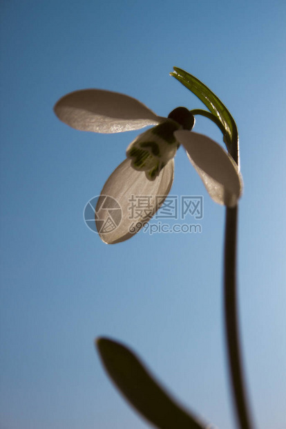 雪花莲躺在镜子上水滴花图片