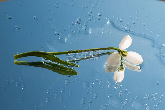 雪花莲躺在镜子上水滴花图片