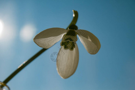 雪花莲躺在上水滴花图片