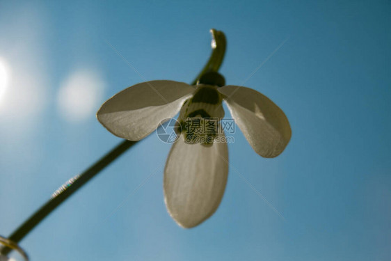 雪花莲躺在上水滴花图片