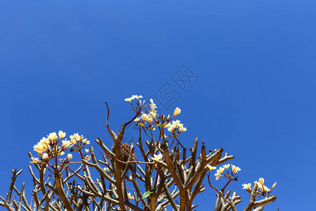 蓝色清晰天空背景的白梅花树枝图片