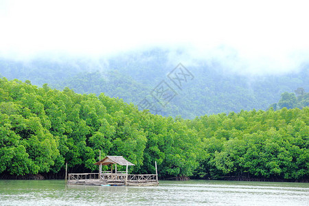 在空湖地区孤独的漂浮房屋红树林森背景受孕人生活在宽阔图片