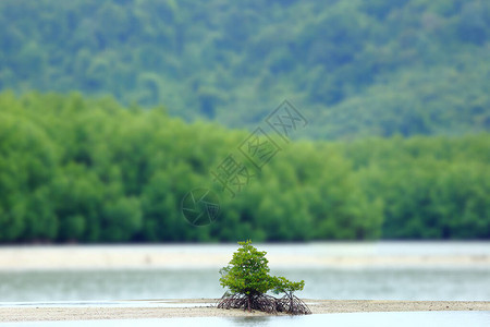 在空沙区森林背景概念希望和生命未来上的小红树图片