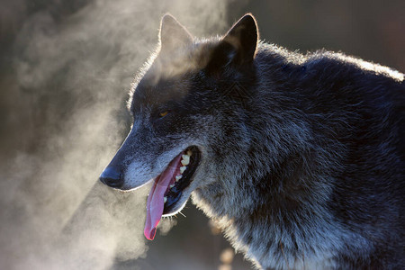 西北狼Canislupusoccidentalis站在路上狼lupus图片