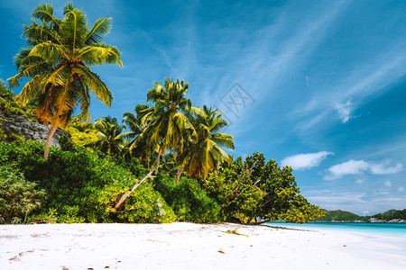 度假日背景壁纸热带偏僻沙滩上的棕榈树白云图片