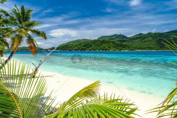 度假节日气氛是外来壁纸热带海滩上的棕榈树蓝色海洋环礁湖图片
