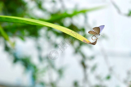 LuthrodesPandavaChiladesPandavaCupid平原或Leaf上的Cyccad蓝蝴蝶图片