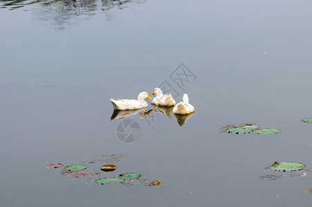 在湿地反射湖水面上漂浮的鸭子鸟海鹅天或Anatidee集体称为水禽Wading岸鸟家族北京图片