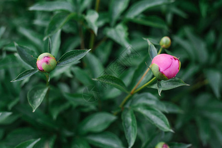 春装时花园里有粉红小马芽图片