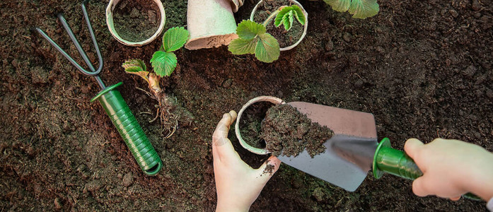 园艺花园中的种植物花园图片