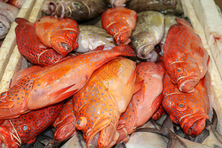 金巴兰鱼市的冰鲜海在金巴兰鱼市出售的鲜鱼红石斑鱼在PasarIkanKedonganan出售的红色鲜鱼传统市场图片