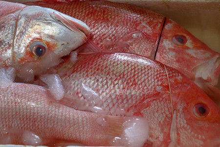 金巴兰鱼市的冰鲜海在金巴兰鱼市出售的鲜鱼红鲷鱼在PasarIkanKedonganan出售的红色鲜鱼传统市场图片