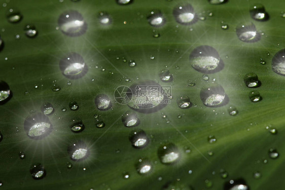 大雨落到花园里的绿色大叶上图片