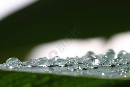 大雨落到花园里的绿色大叶上图片