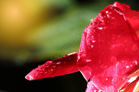 热带粉红花和雨滴后露珠的夜间彩图片