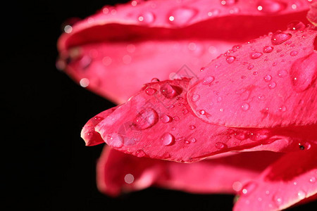 热带粉红花和雨滴后露珠的夜间彩背景图片