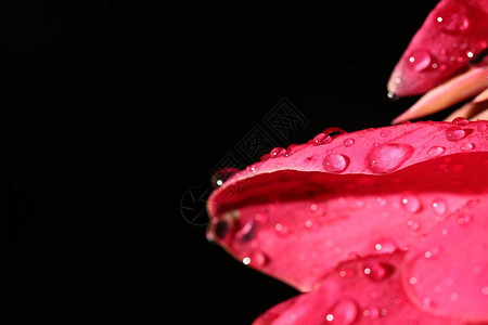 热带粉红花和雨水滴后露的深夜彩光摄影图片