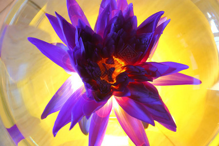 紫莲花在奥瓦尔玻璃罐中图片