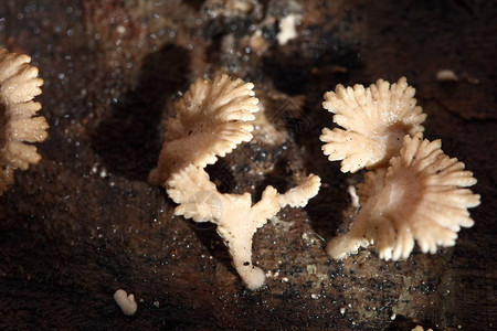 雨季小白蘑菇在地板上的旧木材湿水蘑菇宏观摄影有选择的焦图片素材