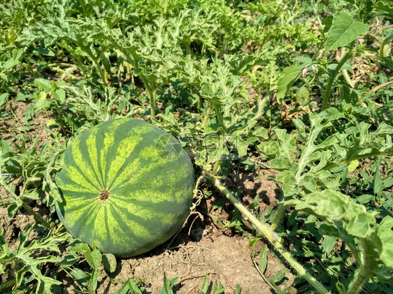 花园里生长的绿色西瓜农业西瓜图片