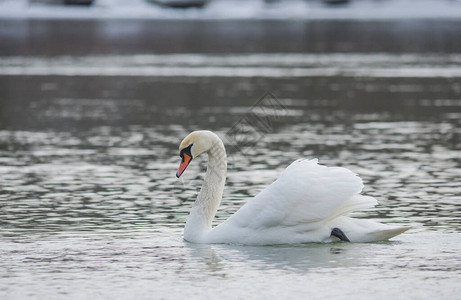 冬天在河上游泳的天鹅有选择图片