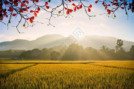 美丽的晨雾在以山为背景的稻田图片