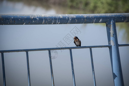 小雨燕栖息或休息在铁桥栏上图片