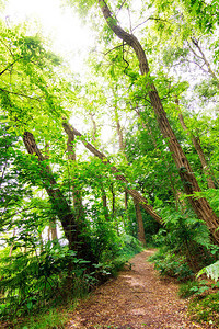 荷兰格雷贝格岛青春林的美丽景图片
