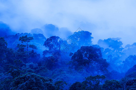 鸟瞰蓝色雾中的古代热带森林图片