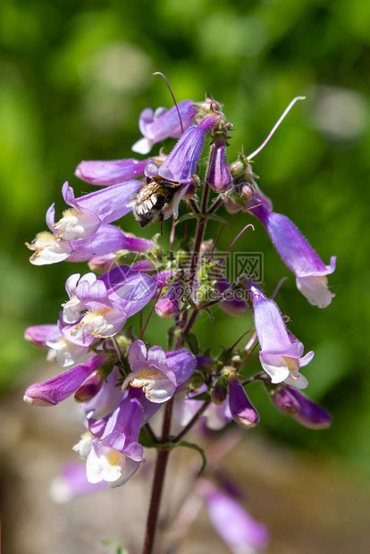 蜜蜂在多毛茯苓花上采集花蜜花园图片