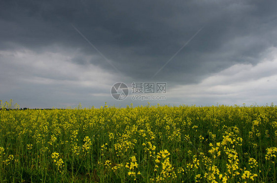 在罗马尼亚黄种籽田和暴风雨的图片