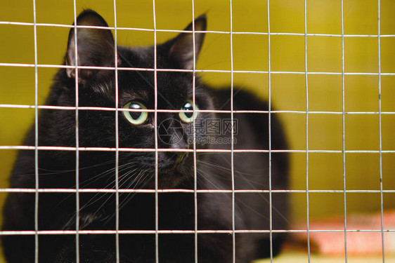 黑猫黄眼睛锁在笼子里图片