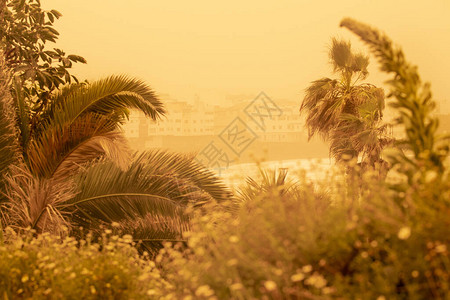 棕榈树和加那利岛海滩上的建筑物卡利马沙风与来自非洲的尘埃加那利群岛上的卡利马沙尘暴特内里费岛图片