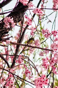 韩国釜山樱花盛开和东巴克赛茶花鸟图片