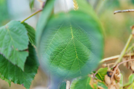 放大镜下的植物生学图片