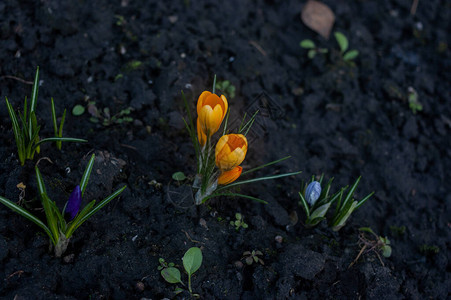 荷兰黄色番红花特写报春花开番红花地上的番红花春天图片