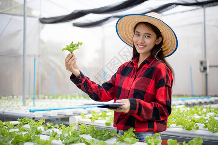 亚洲女农民使用平板和笔记本检查用水栽培剂种植的有机蔬菜的质量图片