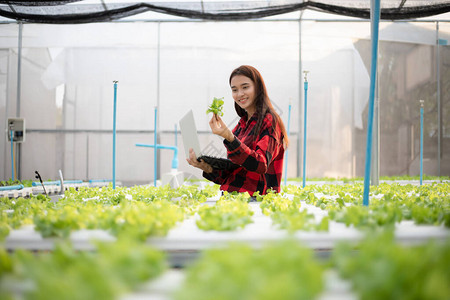 亚洲女农民使用平板和笔记本检查用水栽培剂种植的有机蔬菜的质量图片