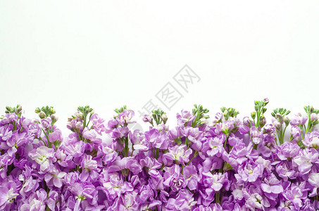 紫色的平板玛蒂奥拉因卡纳花朵在春花季节概念中图片