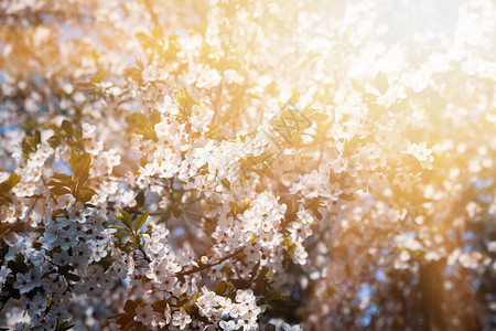 春天自然背景鲜花树木有白图片
