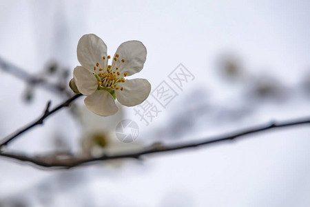 春天来了在大自然的树枝上关闭樱桃李花图片