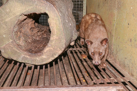 麝香猫走在笼子里亚洲棕榈麝猫用于生产昂贵咖啡KopiLuwak的动物亚洲棕榈果子狸被关在笼子里图片